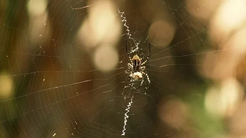 Spider wraps, a bug in spider webs Stock Footage 93511514