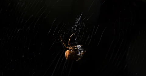 Spider wraps caught the victim Stock Footage 49300647
