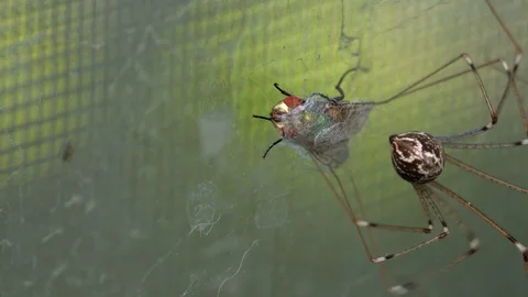 Spider wraps fly in web closeup macro Video stock 129859774
