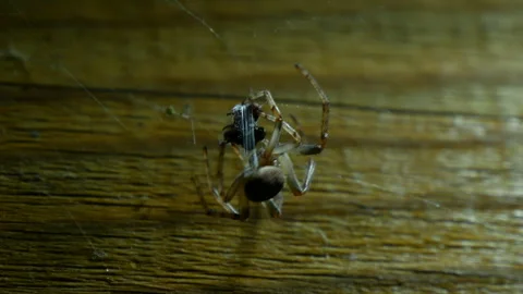 Spider wraps its prey in a cocoon. 스톡 동영상 337548516