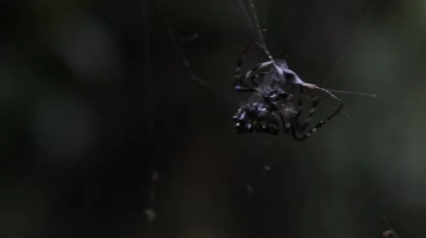 Spider wraps its prey in silk Stock Footage 41871296