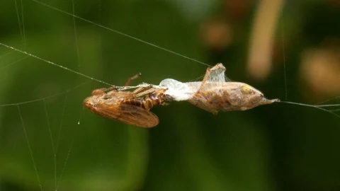 A spider wraps its prey in silk Vídeos de archivo 108038490