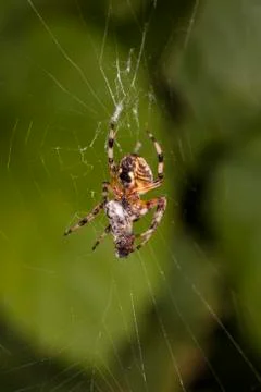Spider wraps its prey in a web Photos