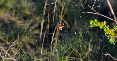 A spider wraps its web around its prey. Vídeos de archivo 328176831