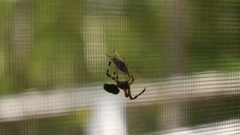 Spider wraps a live stinkbug in silk HD Видео 93749045