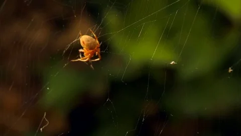 Spider Wraps Prey 1 Video stock 78087485