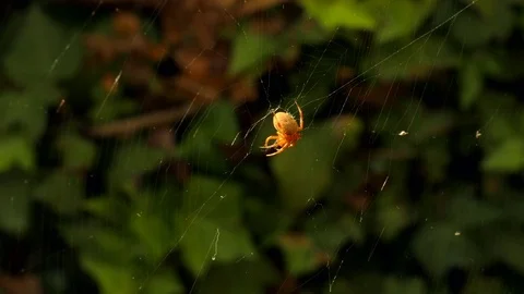 Spider Wraps Prey 2-Contiguous Clips 2 to 4 Stock Footage 78087199