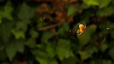 Spider Wraps Prey 3-Contiguous Clips 2 to 4 Video stock 78087053