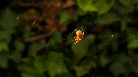 Spider Wraps Prey 4-Contiguous Clips 2 to 4 Video stock 78087382