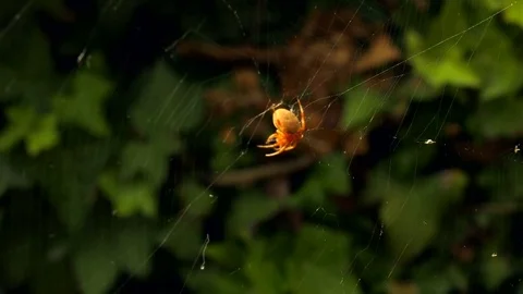Spider Wraps Prey 5-Contiguous Clips 5 to 6 Stock Footage