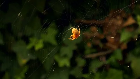 Spider Wraps Prey 6-Contiguous Clips 5 to 6 Video stock 78086096