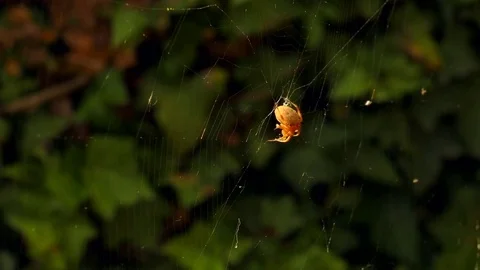 Spider Wraps Prey 7 Video stock 78082305