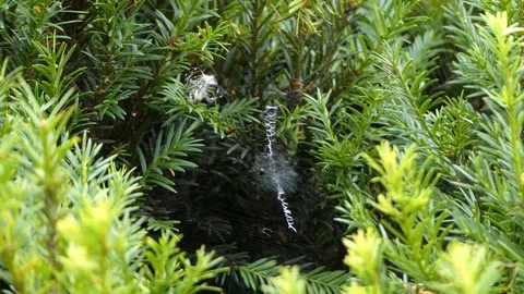 Spider Wraps a Victim in a Web Video stock 113962017