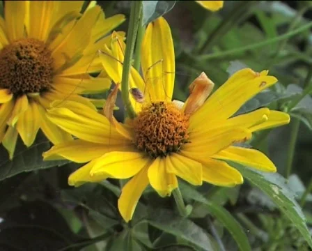 Spider on the yellow flower Video stock 82527