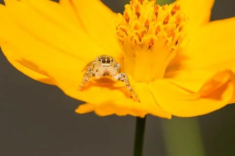Spider on a yellow flower Stock Photos
