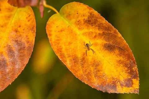 Spider on a yellow leaf. Stock Photos