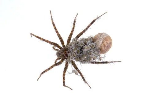 Spider with young on a white background Stock Photos