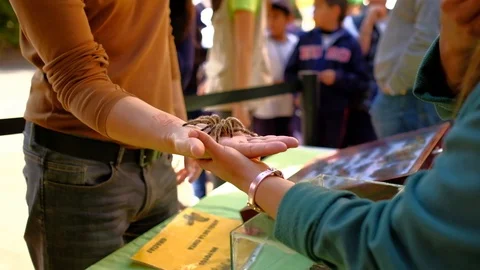 A spider in a zoo in Mexico DF Video stock 105145050