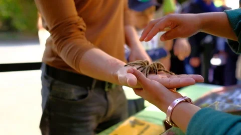 A spider in a zoo in Mexico DF Video stock 105145057