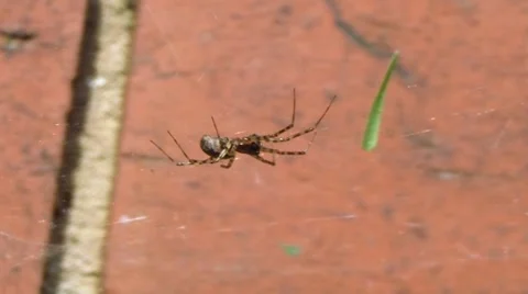 Spider zoom shot. Stock Footage 50485911
