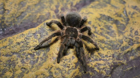 Spider. Zooming, macro. Stock Footage 37336616