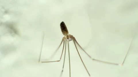Spider001 Stock Footage 10841915