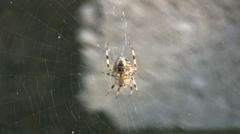 Spider01 1080 01 Stock Footage 270959