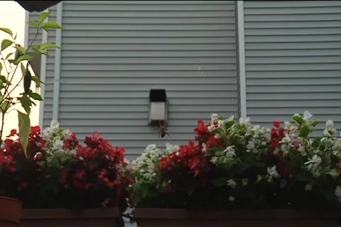 Spider1 Stock Footage 514791