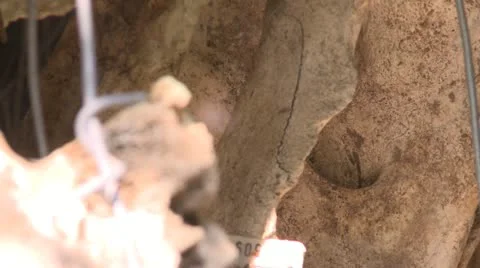 Spider1 Stock Footage 11071954