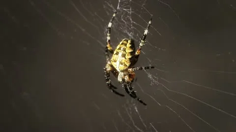 Spider1 Stock Footage 11285251