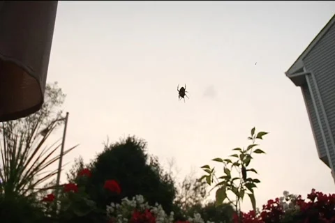 Spider12 Stock Footage 514766