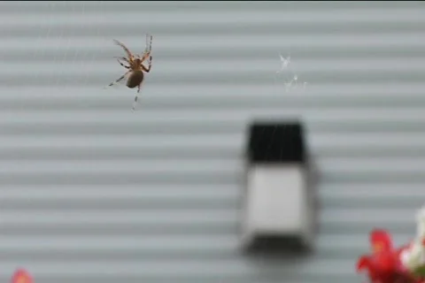 Spider2 Stock Footage 514788