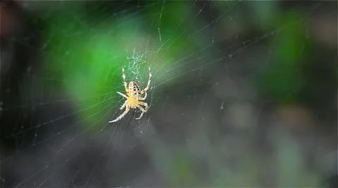 Spider2 Видео 11285408