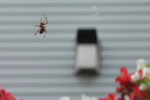 Spider3 Stock Footage 514784