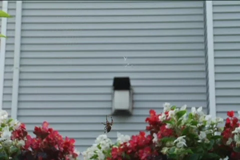 Spider4 Stock Footage 514765