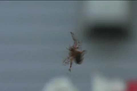 Spider5 Stock Footage 514782