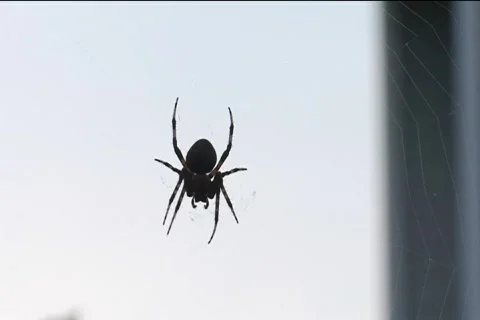Spider8 Stock Footage 514775