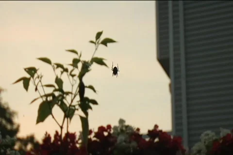 Spider9 Stock Footage 514773