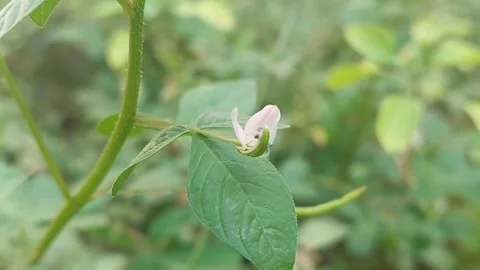SpiderFlower, Bright Nature Video stock 281418367