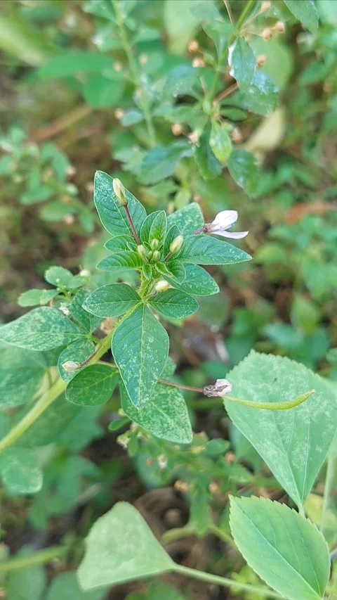 SpiderFlower, Vertical Footage Stock Footage 279644837