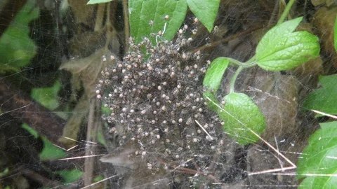 Spiderlings crawling Stock Footage 82557371