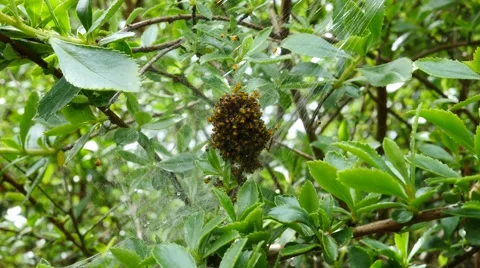 Spiderlings spreading out from cocoon, 4k Stock Footage 50579820