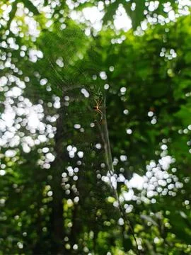 Spiderman Stock Photos