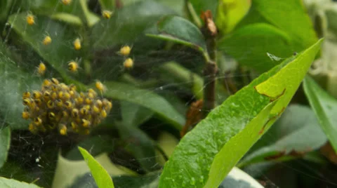 Spidernest Hatching timelapse Video stock 33299990