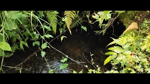 Spiders above the river flow Stock Footage 277690294