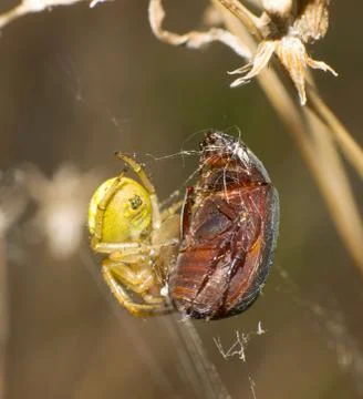 Spiders and beetles Stock Photos