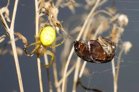 Spiders and beetles Stock Photos
