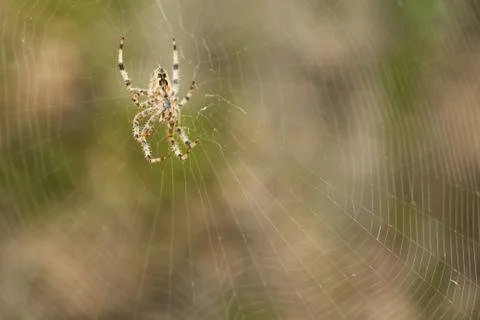 Spiders (Araneae) Stockfoto's