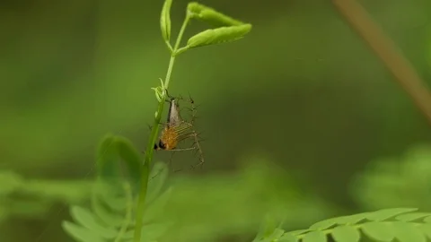 Spiders are at the tree., 4k video Stock Footage 81644397