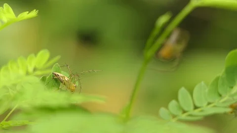 Spiders are at the tree., 4k video Stock Footage 81660517